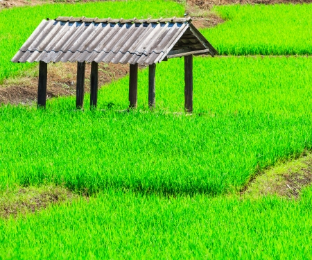 Paddy view green beautiful Chiang Mai Northern Thailand の写真素材