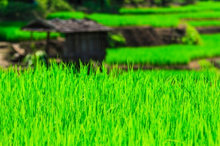Paddy view green beautiful Chiang Mai Northern Thailand の写真素材