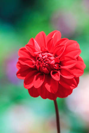 Dahlia colorful flower red for background texturedの写真素材