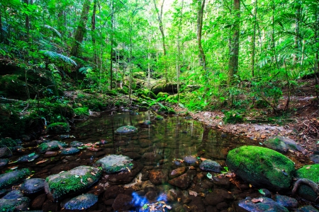 Tropical Rainforest Landscape, Asia Thailand 