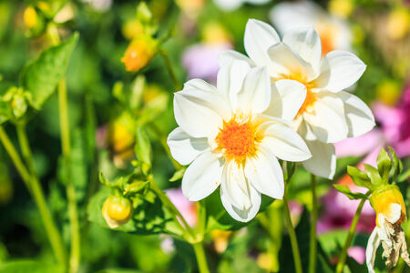 Dahlia flower for backgroundの写真素材