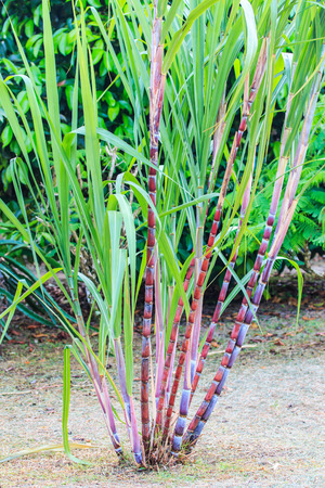 caneの写真素材