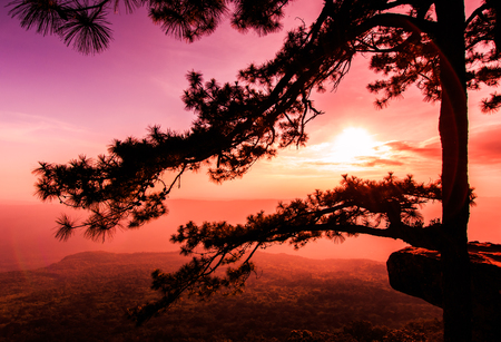 Beautiful winter sunset at cliff in the nature, with silhouettes of tree at  Lom sak cliff  Phukradung National Park,Asia Thailand の写真素材
