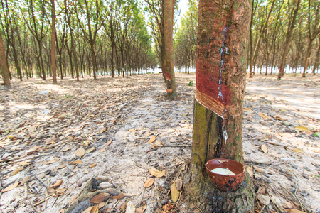 Tapping latex from a rubber tree asia Thailandの写真素材