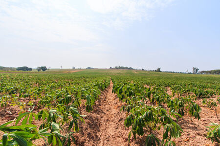 cassavaの写真素材