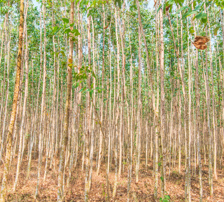 Eucalyptus forest with sunlight asia thailandの写真素材