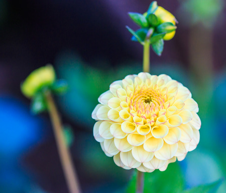 Colorful dahlia flowerの写真素材