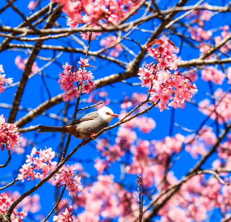 Bird on Cherry Blossom and sakura  White-headed Bulbul  