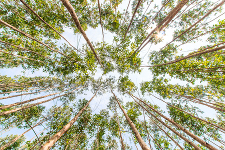 Eucalyptus forest with sunlight asia thailandの写真素材