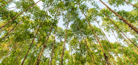 Eucalyptus forest with sunlight asia thailand の写真素材