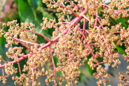 Mango orchards asia Thailand の写真素材