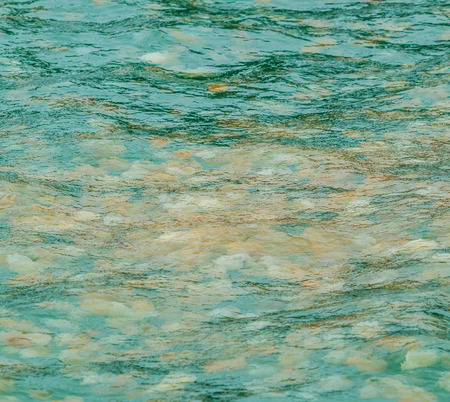 Sea jellyfish floating in the sea of Thailandの写真素材