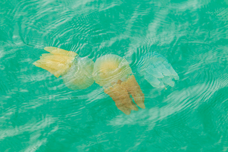 Sea jellyfish floating in the sea of Thailand