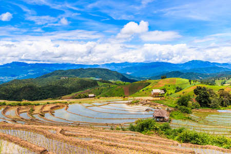 Landscape Paddy - rice fields at pa pong peang chiang mai asia Thailandの写真素材