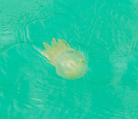 Sea jellyfish floating in the sea of Thailandの写真素材