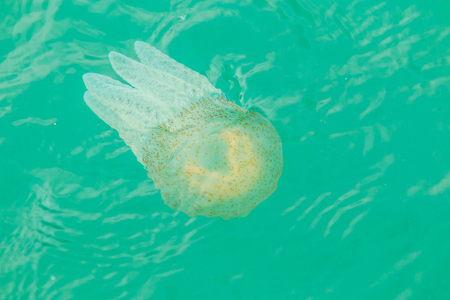 Sea jellyfish floating in the sea of Thailandの写真素材