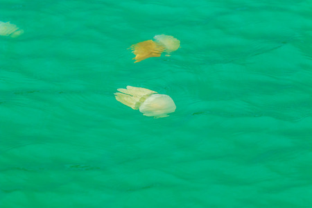 Sea jellyfish floating in the sea of Thailand