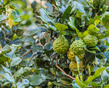 Bergamot on Tree