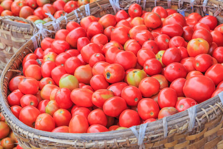 lots of tomatoes in the storeの写真素材