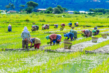 Farmer in village Inlay Myanmarの写真素材