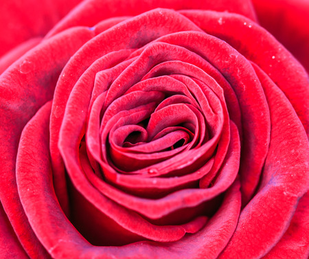 roseの写真素材