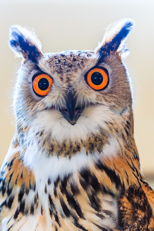 Siberian eagle owl and Bubo bubo sibiricus Living in Siberianの写真素材