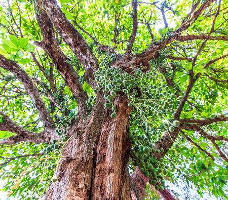 Green tree (Baccaurea ramiflora)の写真素材