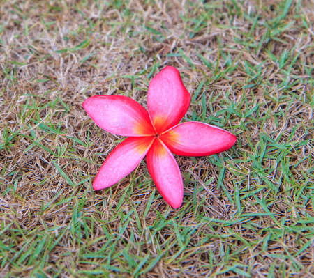 Plumeria (frangipani) flowersの写真素材