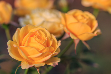 rose backgroundの写真素材