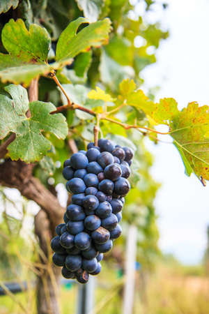 Bineyard Bunch of grapes on the vine with green leavesの写真素材