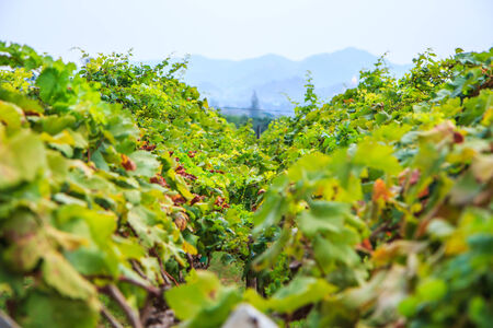 Vineyardの写真素材