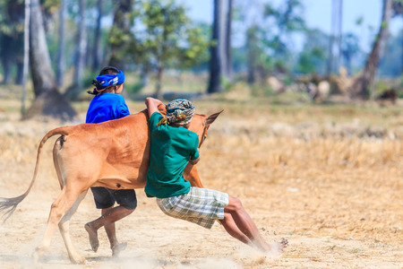 PHETCHABURI - FEBRUARY 22 : 143rd Cow Racing Festival on February 22, 2014. Phetchaburi, Thailand. Cow Racing is the traditional festival in Phetchaburi.のeditorial素材