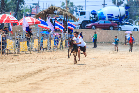 PHETCHABURI - FEBRUARY 22 : 143rd Cow Racing Festival on February 22, 2014. Phetchaburi, Thailand. Cow Racing is the traditional festival in Phetchaburi.のeditorial素材
