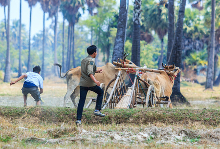PHETCHABURI - FEBRUARY 22 : 143rd Cow Racing Festival on February 22, 2014. Phetchaburi, Thailand. Cow Racing is the traditional festival in Phetchaburi.のeditorial素材