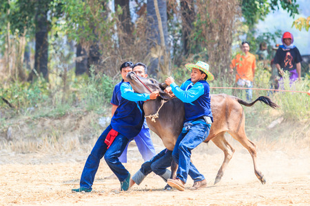 PHETCHABURI - FEBRUARY 22 : 143rd Cow Racing Festival on February 22, 2014. Phetchaburi, Thailand. Cow Racing is the traditional festival in Phetchaburi.のeditorial素材