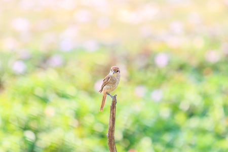 Bird (Plain Prinia) Asia Thailandの写真素材