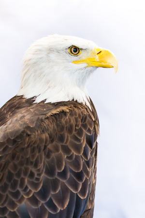 American Eagle / Bald Eagleの写真素材