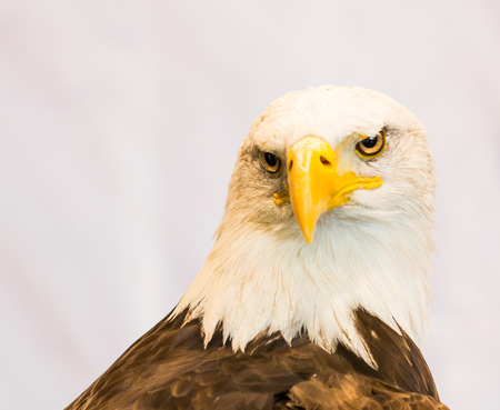 American Eagle / Bald Eagleの写真素材