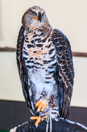 Eagle Crowned (Stepphanoaetus Coronatus)