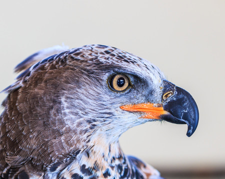 Eagle Crowned (Stepphanoaetus Coronatus)の写真素材