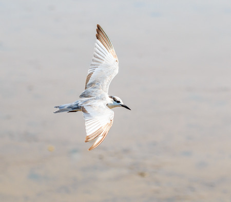 Seagull is a bird migration to Thailand
