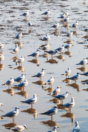 Seagull is a bird migration to Thailandの写真素材