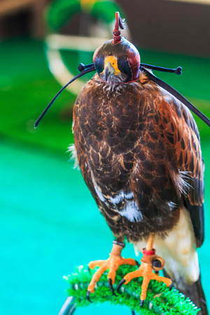 red Hawksの写真素材