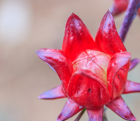 Roselle (plant) (Hibiscus sabdariffa L.)の写真素材