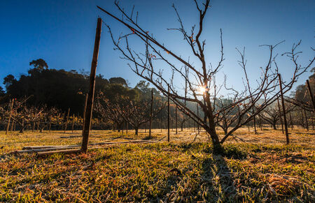 sunrise in the wood between the trees strains in winter period at Doi Ang Khang chiang mai Thailandの写真素材
