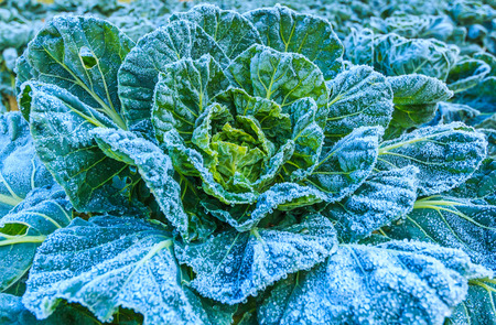 Frosted vegetables in a field on a frosty winters morning at Doi Ang Khang, Chiang Mai Thailandの写真素材