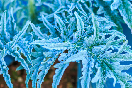 leaf vegetables in a field on a frosty winters morning at Doi Ang Khang, Chiang Mai Thailandの写真素材