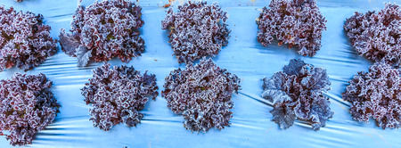lettuce vegetables in a field on a frosty winters morning at Doi Ang Khang, Chiang Mai Thailandの写真素材
