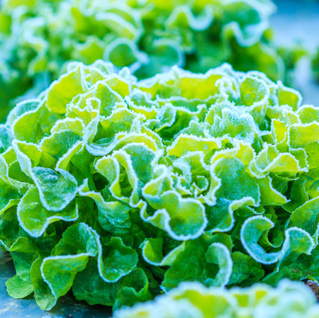 lettuce vegetables in a field on a frosty winters morning at Doi Ang Khang, Chiang Mai Thailandの写真素材