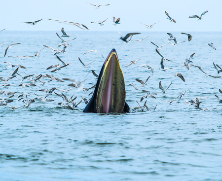 whales eating fish (Balaenoptera brydei) in Gulf of Thailandの写真素材